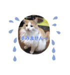 猫のキサ2（個別スタンプ：19）