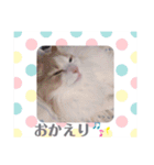 猫のキサ2（個別スタンプ：20）