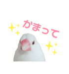 かまって文鳥スタンプ（個別スタンプ：1）