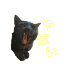グリツナキャット_245②（個別スタンプ：25）