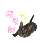 グリツナキャット_245②（個別スタンプ：32）