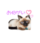 シャム猫 らんちゃん（個別スタンプ：4）