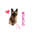 シャム猫 らんちゃん（個別スタンプ：5）