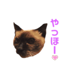 シャム猫 らんちゃん（個別スタンプ：7）