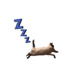 シャム猫 らんちゃん（個別スタンプ：8）