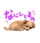 ミックスのわんちゃん（個別スタンプ：2）