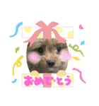 ミックスのわんちゃん（個別スタンプ：3）