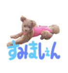 ミックスのわんちゃん（個別スタンプ：10）