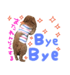 ミックスのわんちゃん（個別スタンプ：11）