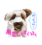 ミックスのわんちゃん（個別スタンプ：12）