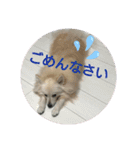 うちのポメッツ（個別スタンプ：7）