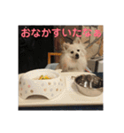 うちのポメッツ（個別スタンプ：16）