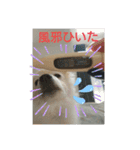 うちのポメッツ（個別スタンプ：22）