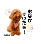 oto＊hana（個別スタンプ：6）