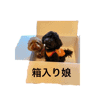 oto＊hana（個別スタンプ：21）