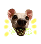 ぷりんたちと毎日楽しもう（個別スタンプ：1）