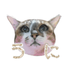 うにという名のネコ3（個別スタンプ：1）