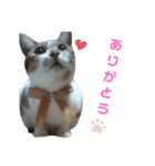 うにという名のネコ3（個別スタンプ：2）