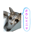 うにという名のネコ3（個別スタンプ：3）