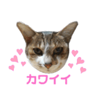 うにという名のネコ3（個別スタンプ：5）