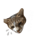 うにという名のネコ3（個別スタンプ：9）