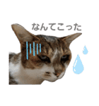 うにという名のネコ3（個別スタンプ：10）