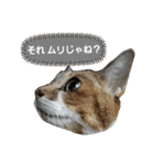 うにという名のネコ3（個別スタンプ：11）