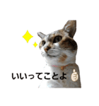 うにという名のネコ3（個別スタンプ：15）