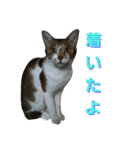 うにという名のネコ3（個別スタンプ：18）