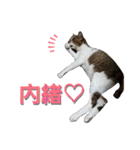 うにという名のネコ3（個別スタンプ：19）