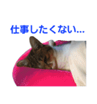 うにという名のネコ3（個別スタンプ：23）