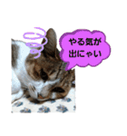 うにという名のネコ3（個別スタンプ：24）