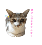 うにという名のネコ3（個別スタンプ：25）