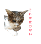 うにという名のネコ3（個別スタンプ：27）