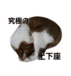 うにという名のネコ3（個別スタンプ：30）