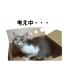 うにという名のネコ3（個別スタンプ：32）