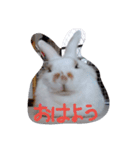 ラッキーさんの日常あいさつ②（家族友達）（個別スタンプ：1）