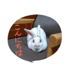 ラッキーさんの日常あいさつ②（家族友達）（個別スタンプ：2）