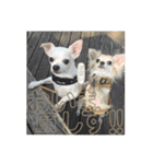 可愛い犬の日課〜虎之助・桜・春・ニケ〜（個別スタンプ：1）