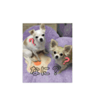 可愛い犬の日課〜虎之助・桜・春・ニケ〜（個別スタンプ：2）