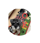 可愛い犬の日課〜虎之助・桜・春・ニケ〜（個別スタンプ：5）