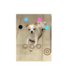可愛い犬の日課〜虎之助・桜・春・ニケ〜（個別スタンプ：6）
