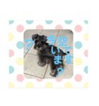 可愛い犬の日課〜虎之助・桜・春・ニケ〜（個別スタンプ：9）