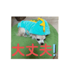 可愛い犬の日課〜虎之助・桜・春・ニケ〜（個別スタンプ：11）