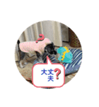 可愛い犬の日課〜虎之助・桜・春・ニケ〜（個別スタンプ：12）