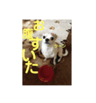 可愛い犬の日課〜虎之助・桜・春・ニケ〜（個別スタンプ：13）