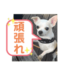 可愛い犬の日課〜虎之助・桜・春・ニケ〜（個別スタンプ：16）