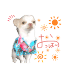 愛犬サンタスタンプPart①（個別スタンプ：1）
