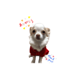 愛犬サンタスタンプPart①（個別スタンプ：2）
