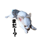 愛犬サンタスタンプPart①（個別スタンプ：5）